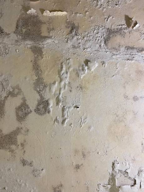 Attic Mold Removal in Gilbert, IA